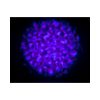 Eliminator Lighting Aqua LED 2